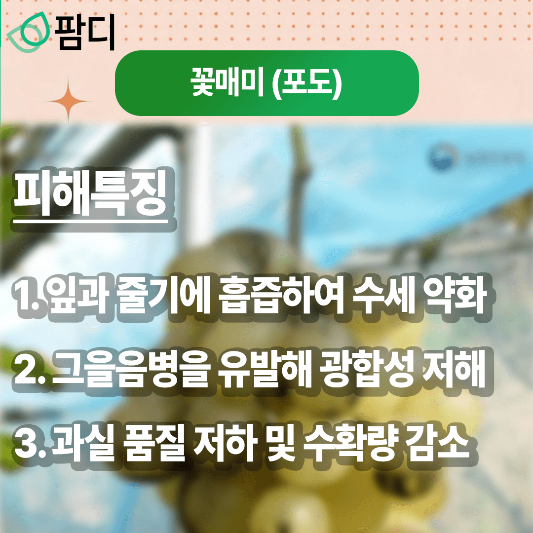 병해충관리 · 병해충 주의보! 가지검은마름병 (사과), 꽃매미 (포도) 증상 및 방제방법 첨부 이미지 6/8