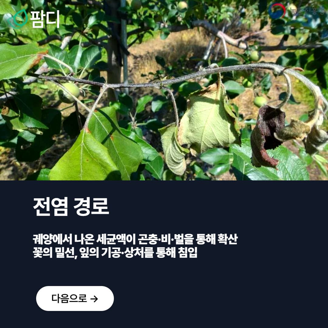 병해충관리 · 사과나무가 말라간다면? 바로 과수화상병! 첨부 이미지 2/5