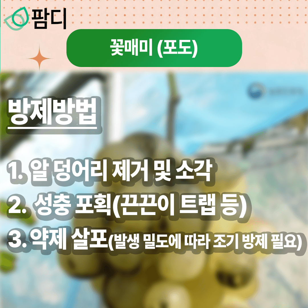 병해충관리 · 병해충 주의보! 가지검은마름병 (사과), 꽃매미 (포도) 증상 및 방제방법 첨부 이미지 7/8