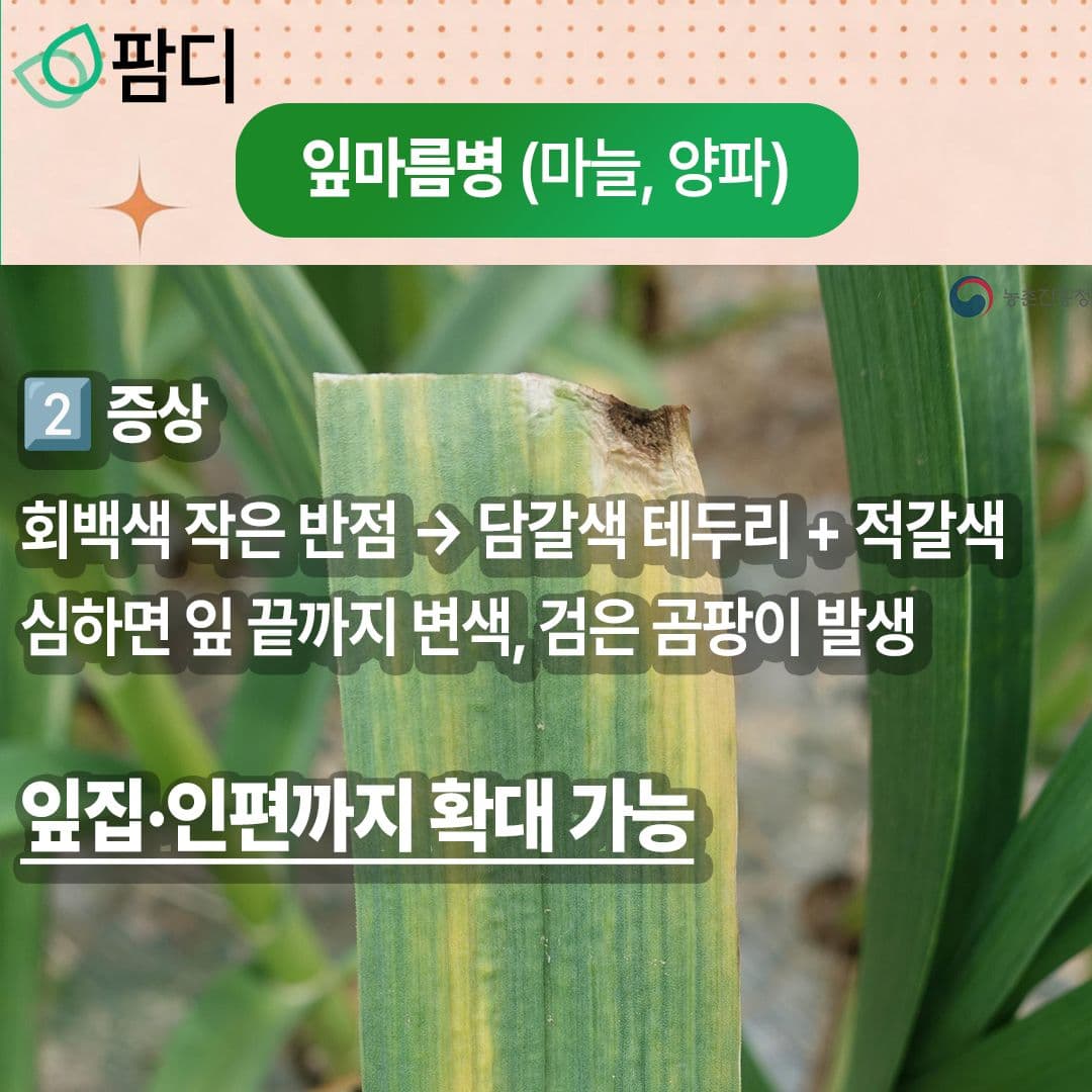 병해충관리 · 5월의 작물 병해(잎마름병)에 대해 자세히 알아보세요! 첨부 이미지 3/5
