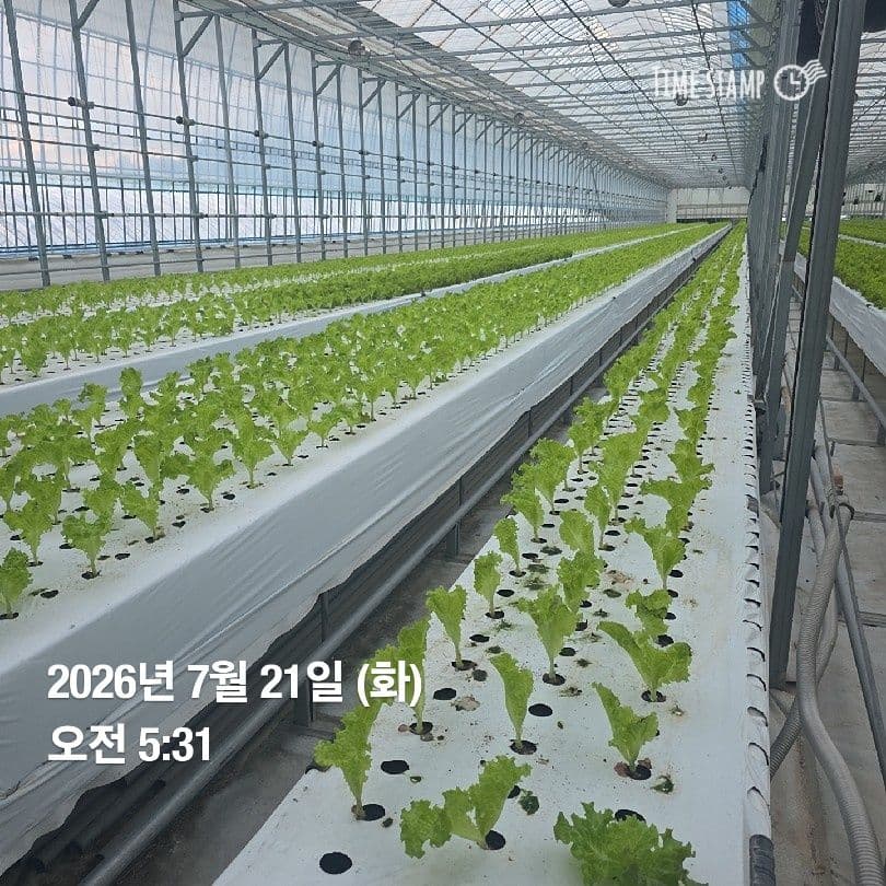 공개 영농일지 · 정식 23일차 첨부 이미지 2/9