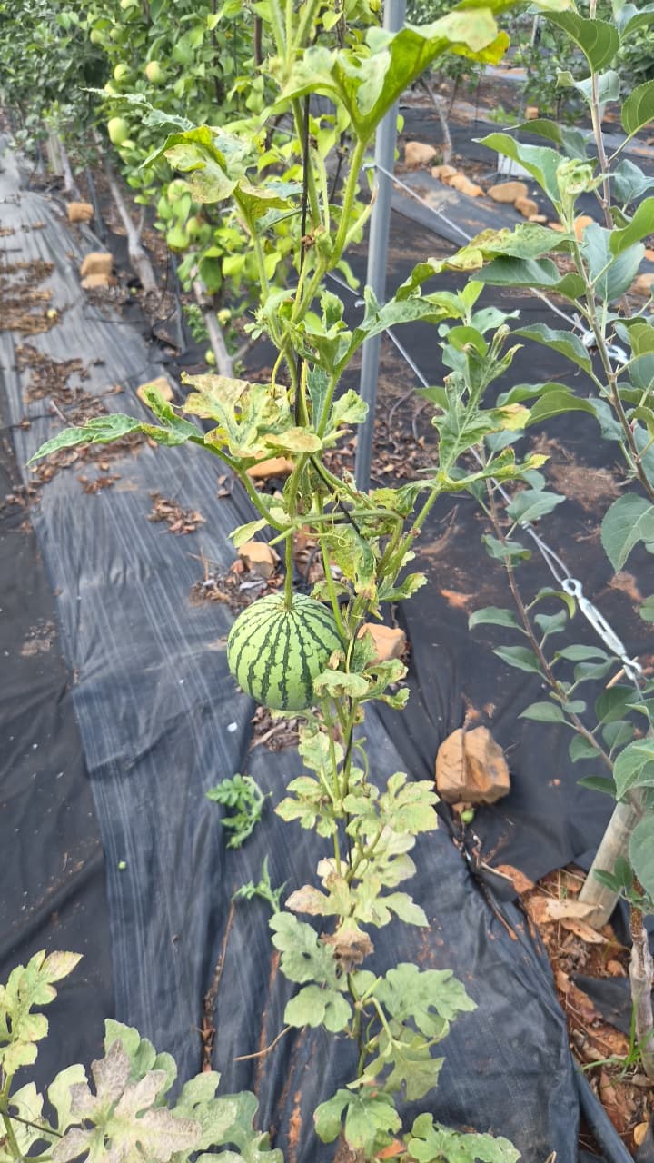 공개 영농일지 · 호박 · early blight 분석 기록 첨부 이미지 1/2