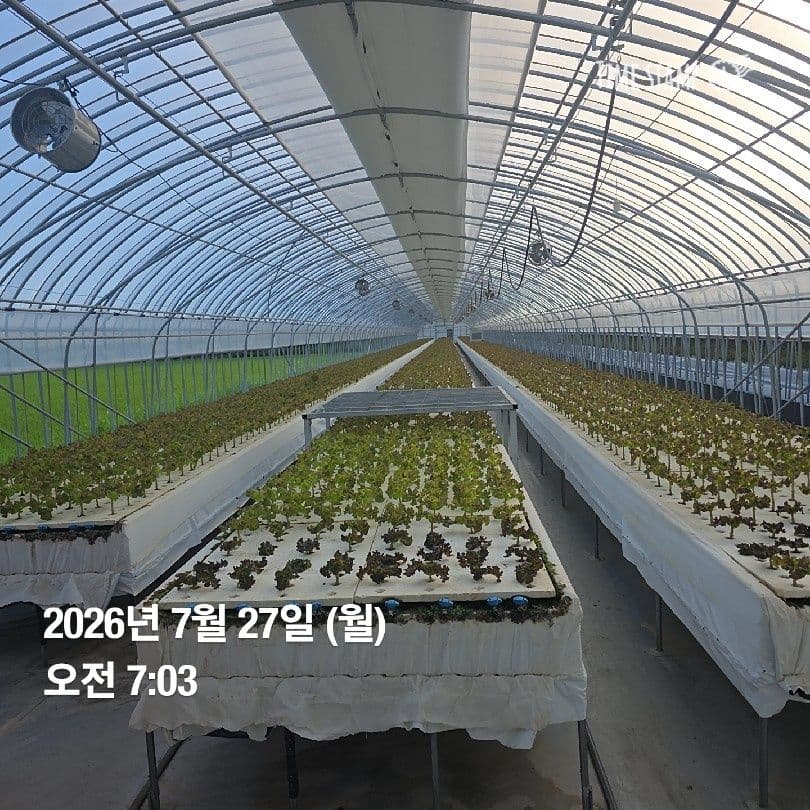 공개 영농일지 · 정식 29일차 첨부 이미지 3/6
