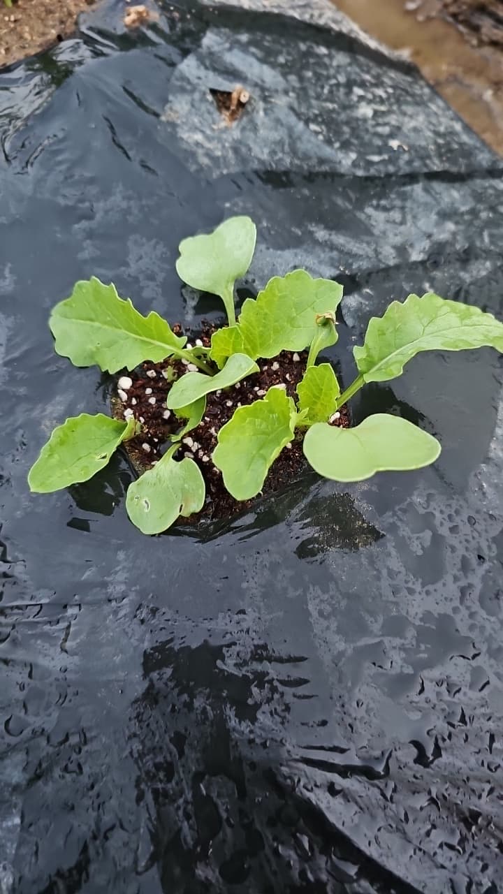 공개 영농일지 · 물주기 첨부 이미지 1/2