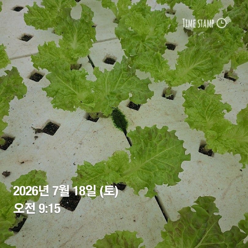 공개 영농일지 · 정식 21일차 첨부 이미지 7/10