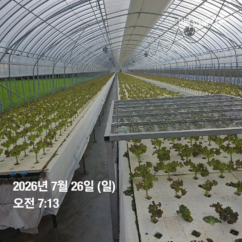 공개 영농일지 · 정식28일차 첨부 이미지 3/7