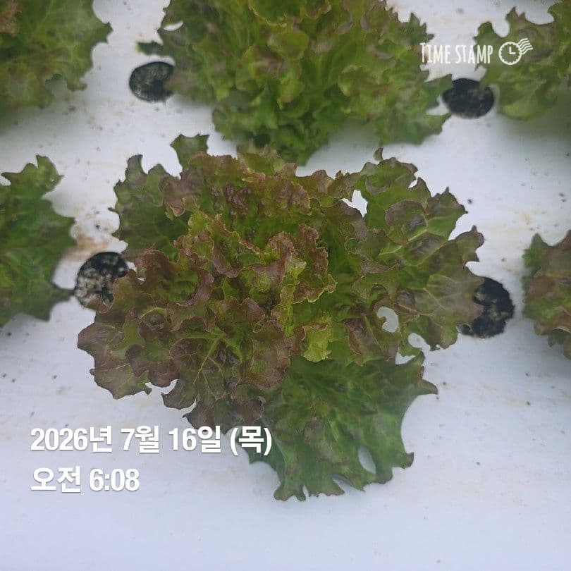 공개 영농일지 · 정식 19일차 첨부 이미지 4/10