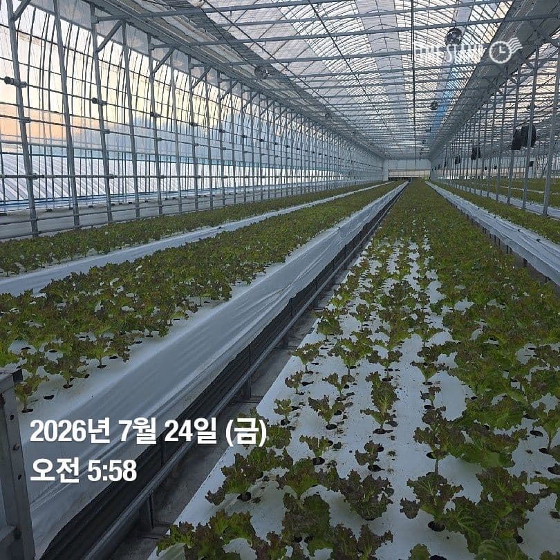 공개 영농일지 · 정식 26일차 첨부 이미지 5/10