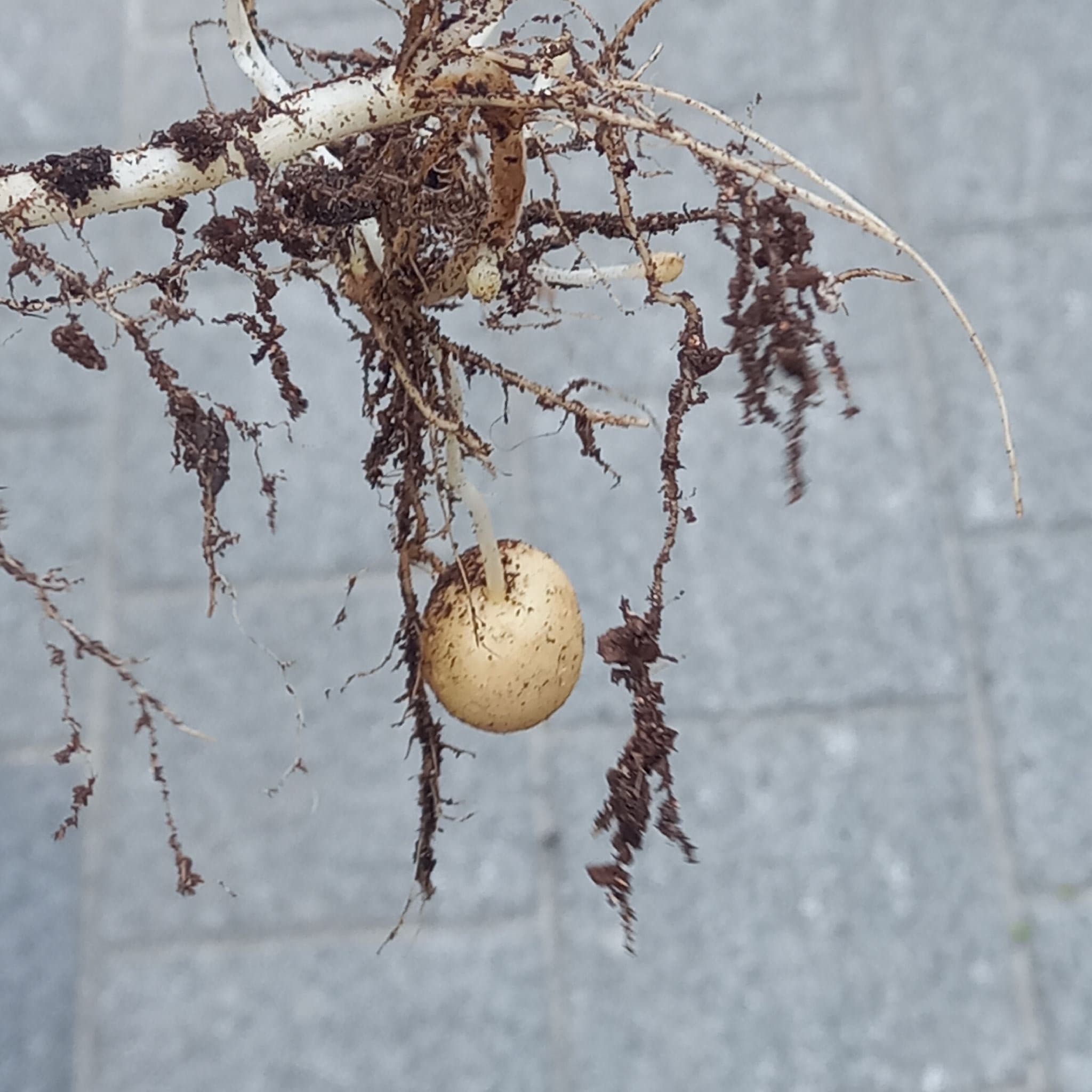 공개 영농일지 · 10회기 첨부 이미지 6/7
