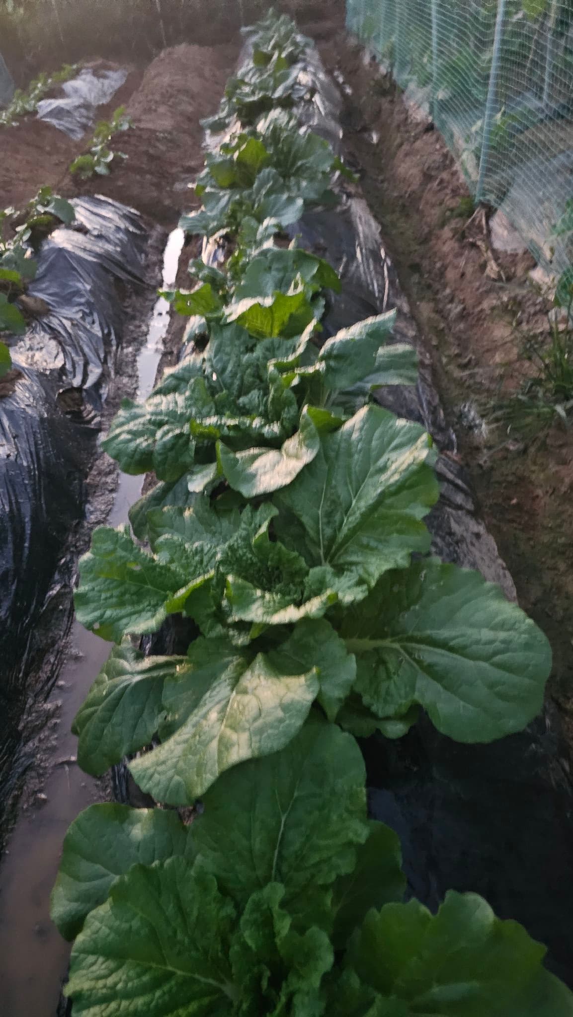 공개 영농일지 · 물주기 첨부 이미지 4/4