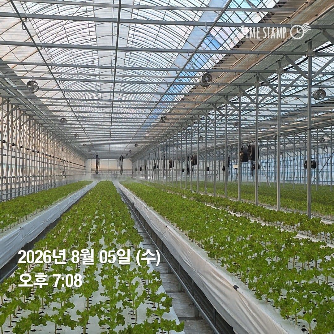 공개 영농일지 · 정식38일차 첨부 이미지