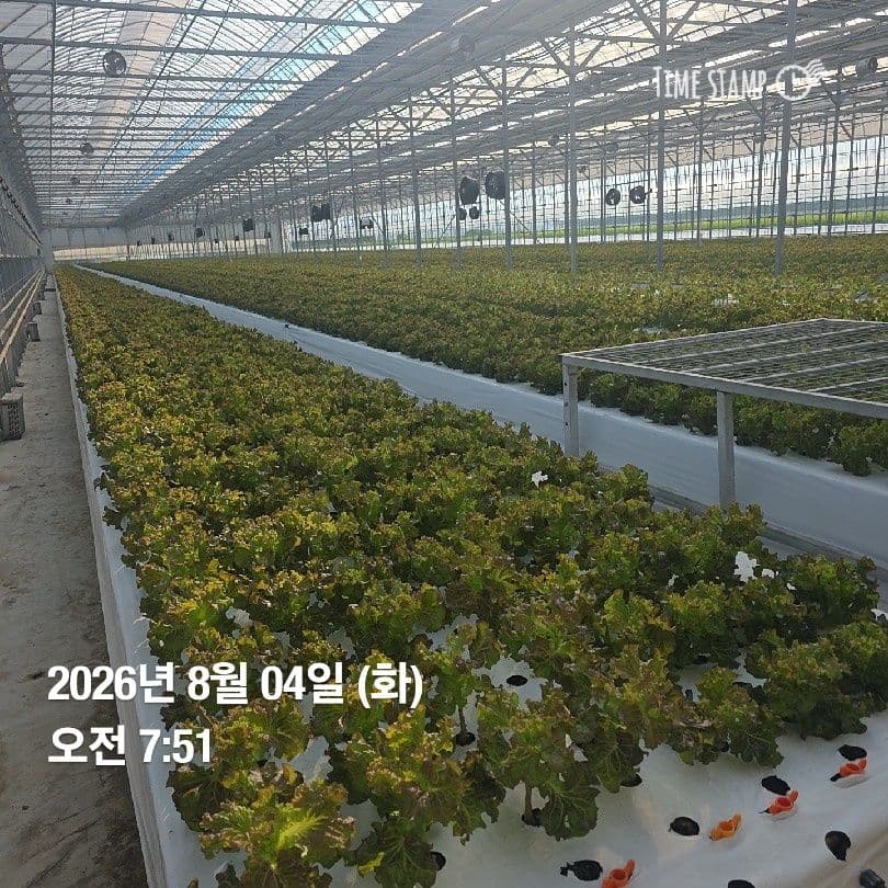 공개 영농일지 · 정식37일차 첨부 이미지 1/6