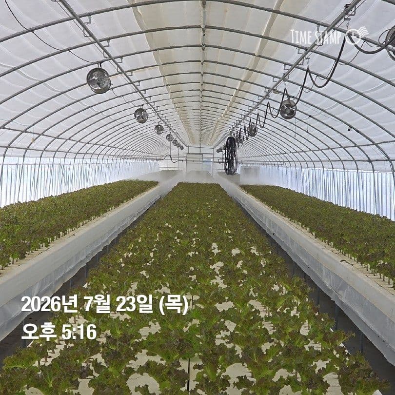 공개 영농일지 · 정식25일차 첨부 이미지 7/7