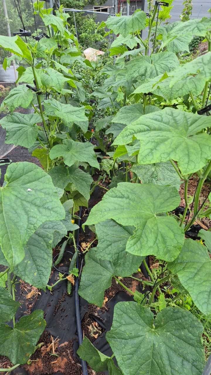 공개 영농일지 · 농약살포 첨부 이미지 3/4