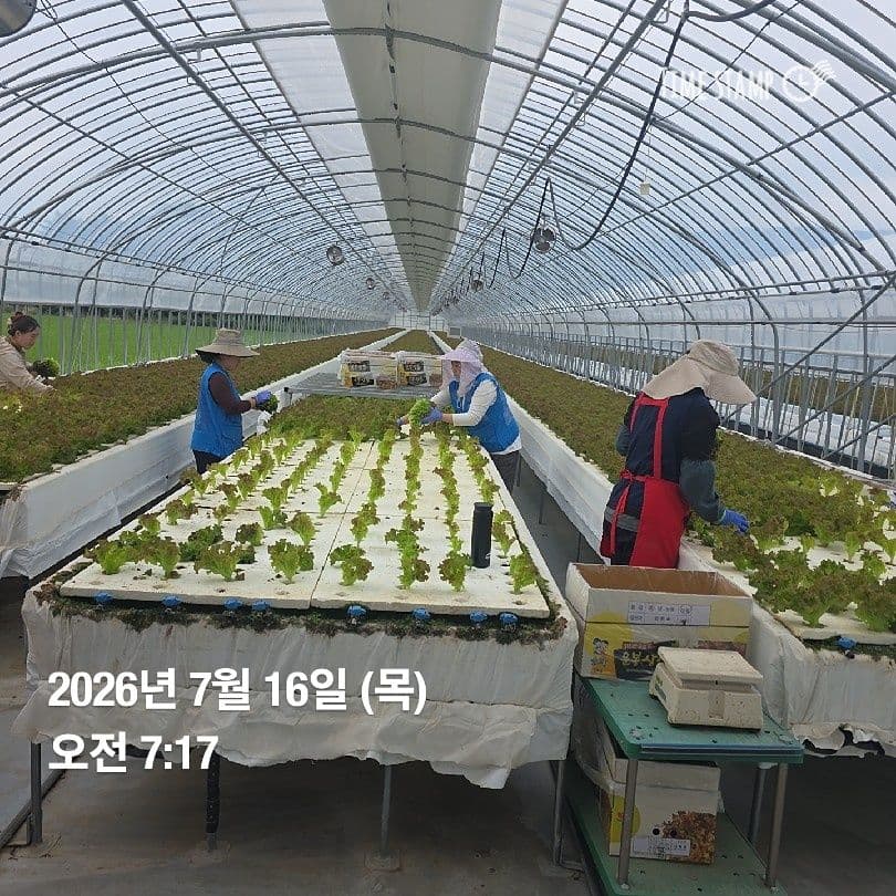공개 영농일지 · 정식 19일차 첨부 이미지 5/10