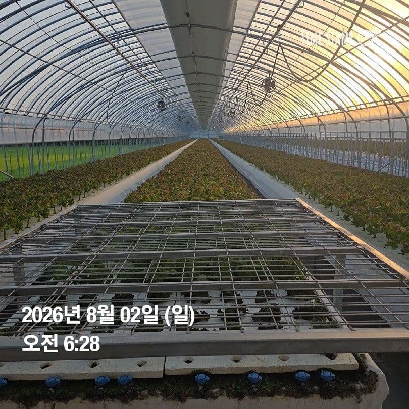 공개 영농일지 · 정식 35일차 첨부 이미지 2/5