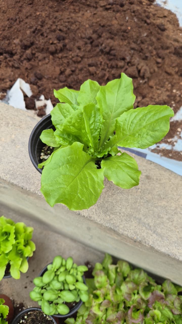 공개 영농일지 · 상추 첨부 이미지