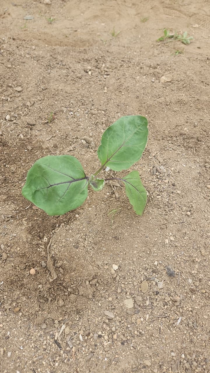 공개 영농일지 · 정시우 첨부 이미지
