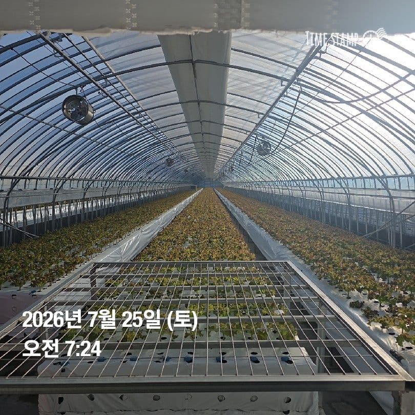 공개 영농일지 · 정식 27일차 첨부 이미지 3/6
