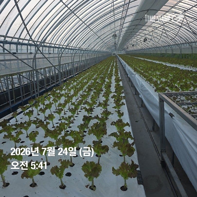 공개 영농일지 · 정식 26일차 첨부 이미지 4/10