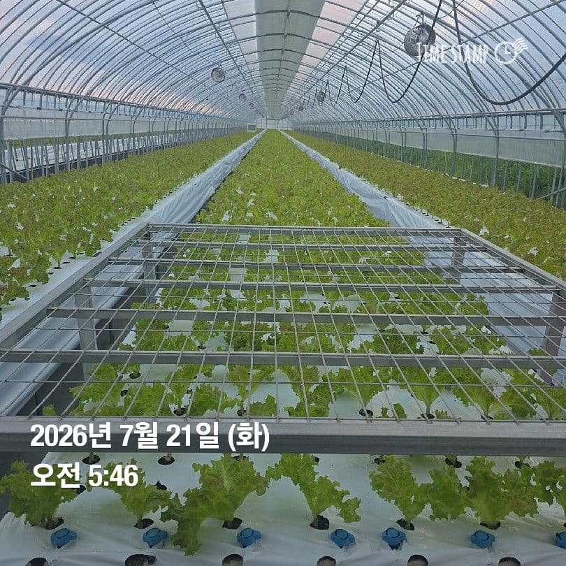 공개 영농일지 · 정식 23일차 첨부 이미지 3/9