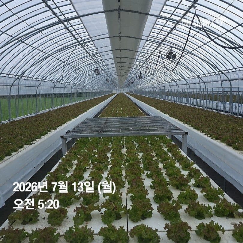 공개 영농일지 · 정식 16일차 첨부 이미지 2/5