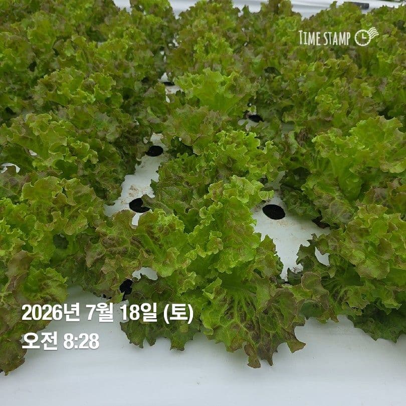 공개 영농일지 · 정식 21일차 첨부 이미지 5/10