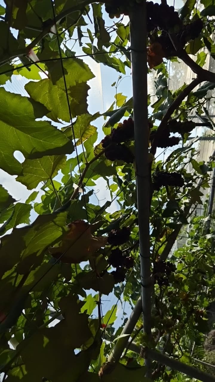 공개 영농일지 · 포도 첨부 이미지 2/2