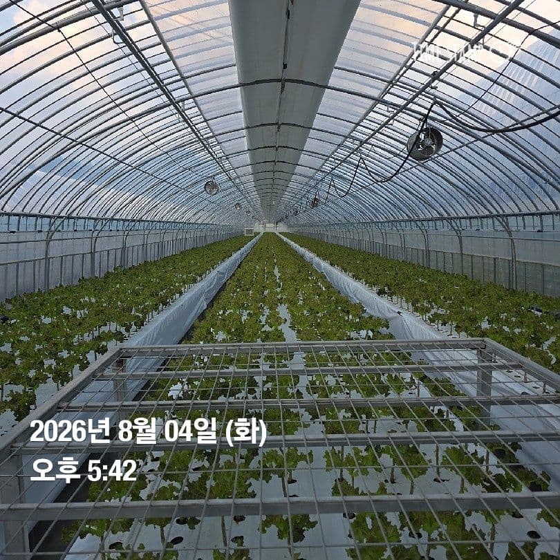 공개 영농일지 · 정식37일차 첨부 이미지 6/6