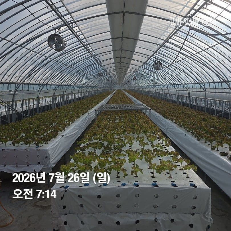 공개 영농일지 · 정식28일차 첨부 이미지 4/7