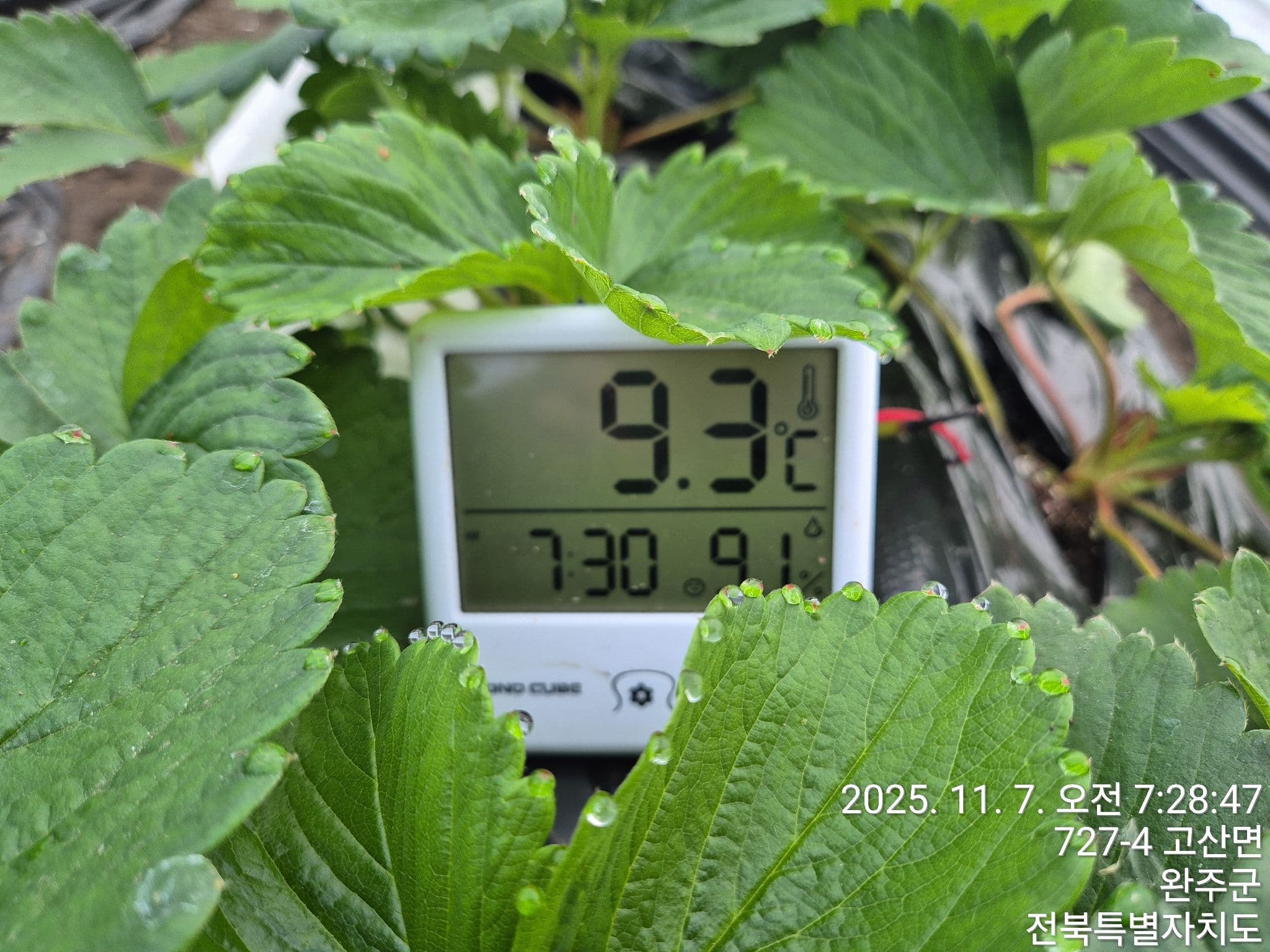 공개 영농일지 · 관수(혼합균.광합성,클로렐라각10리터및바닷물3리터,발효액1리터 같이관수함 첨부 이미지 1/3