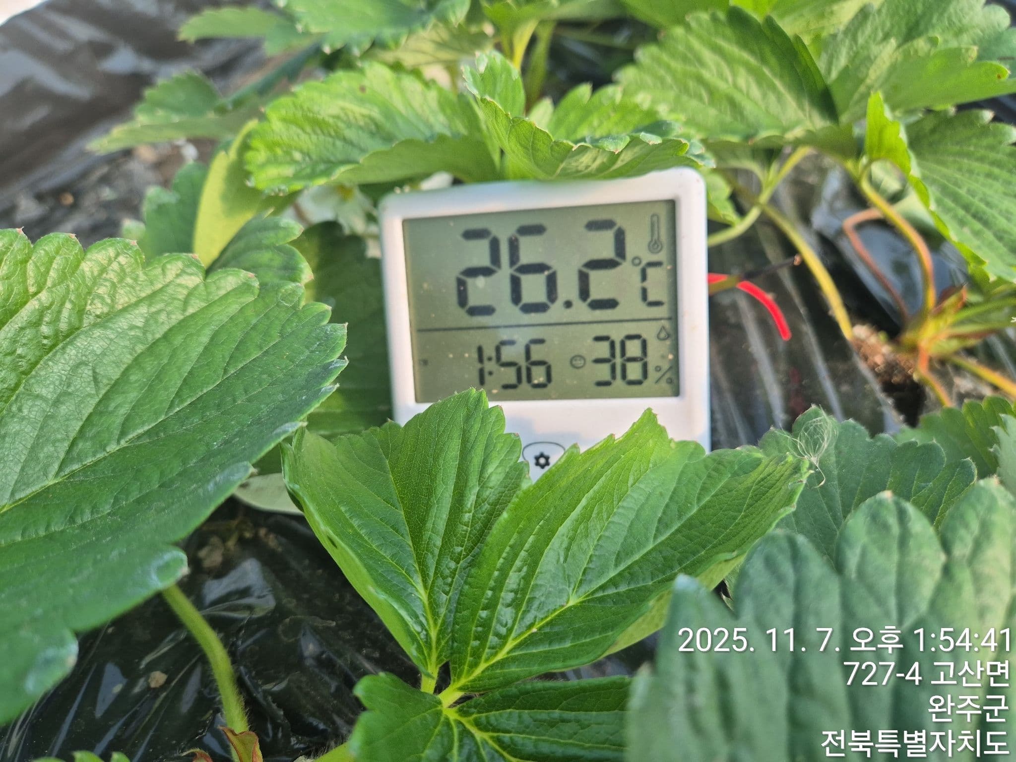 공개 영농일지 · 관수(혼합균.광합성,클로렐라각10리터및바닷물3리터,발효액1리터 같이관수함 첨부 이미지 2/3