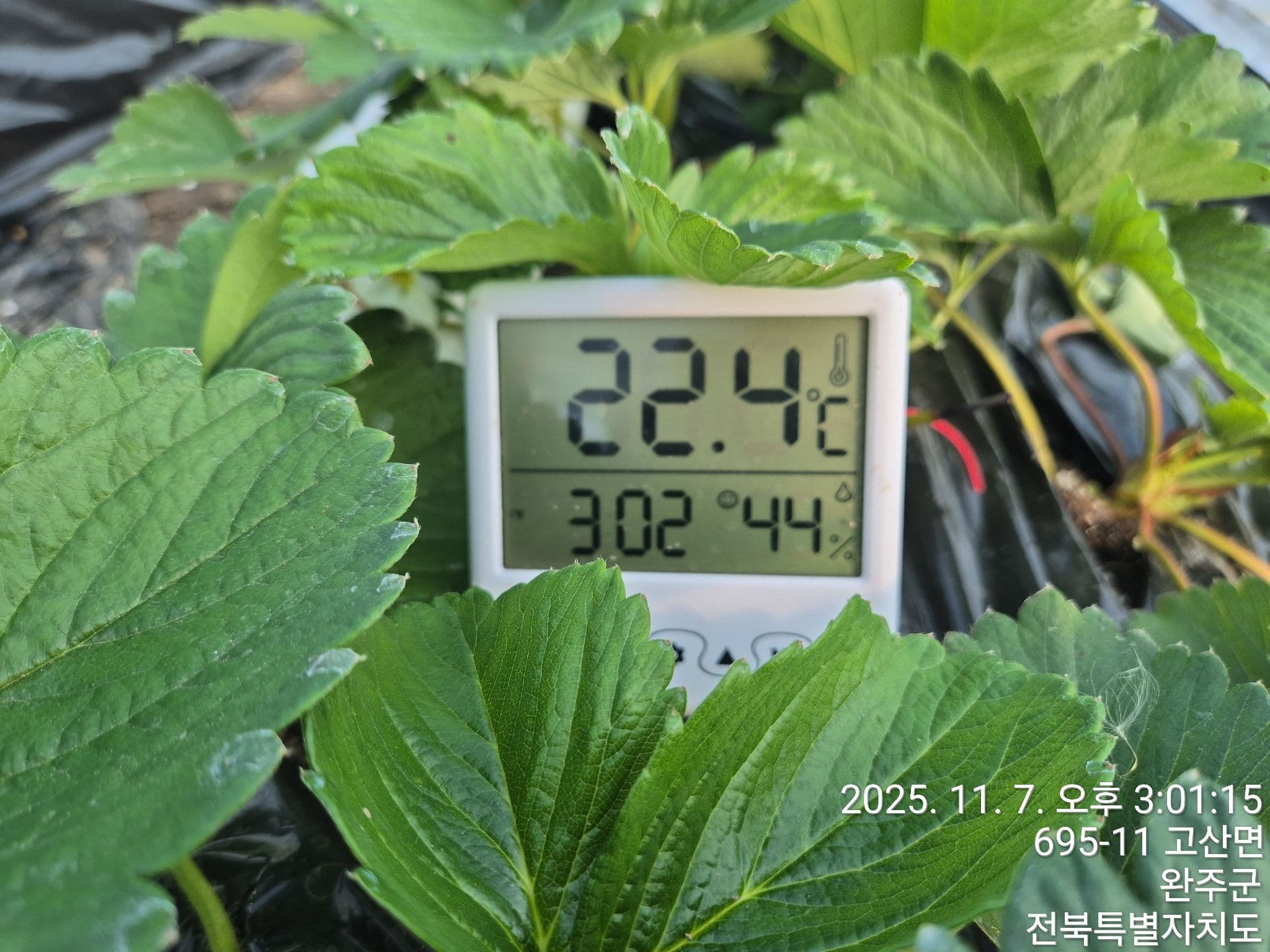 공개 영농일지 · 관수(혼합균.광합성,클로렐라각10리터및바닷물3리터,발효액1리터 같이관수함 첨부 이미지 3/3
