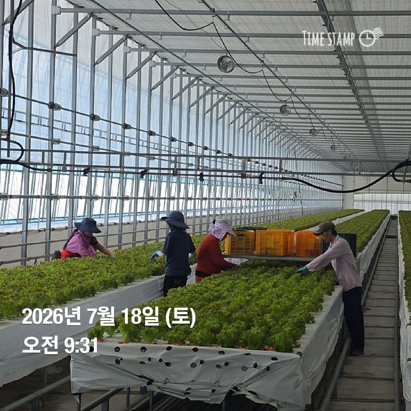 공개 영농일지 · 정식 21일차 첨부 이미지 9/10