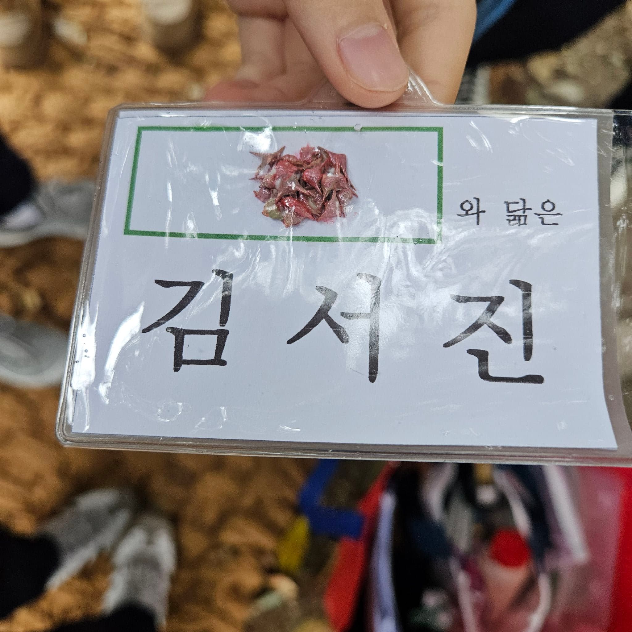 공개 영농일지 · 상추 심기 첨부 이미지 3/6