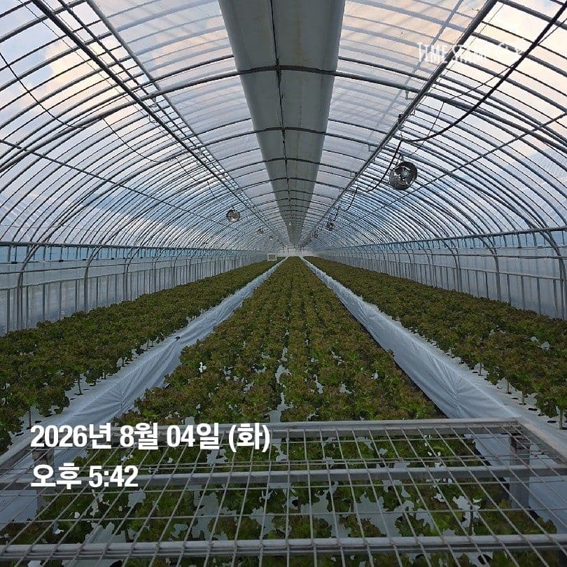 공개 영농일지 · 정식37일차 첨부 이미지 5/6