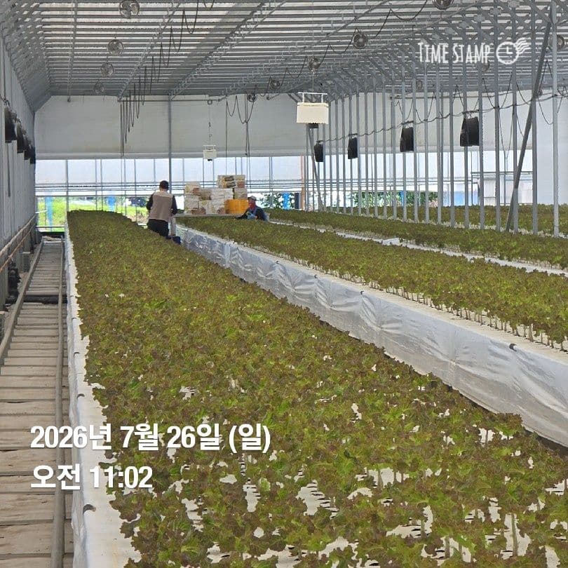 공개 영농일지 · 정식28일차 첨부 이미지 6/7