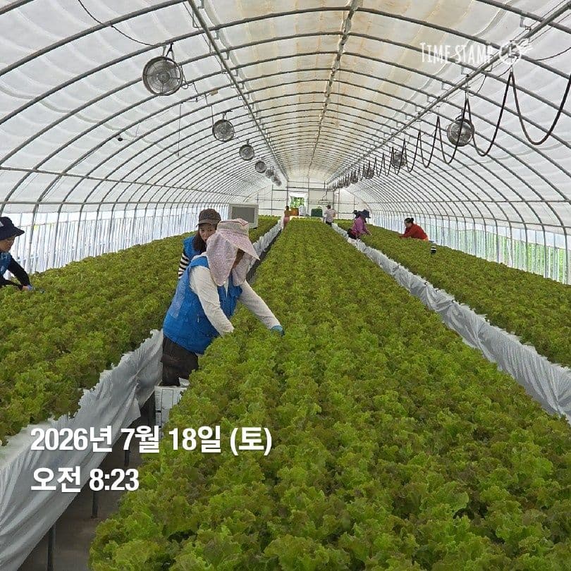 공개 영농일지 · 정식 21일차 첨부 이미지 3/10