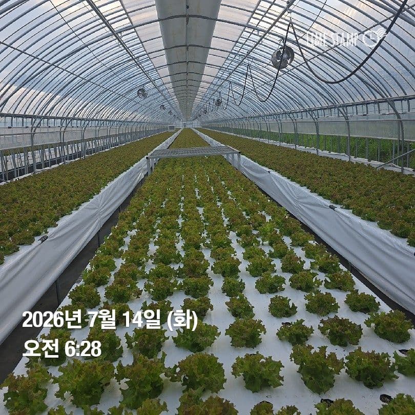 공개 영농일지 · 정식17일차 첨부 이미지 2/3