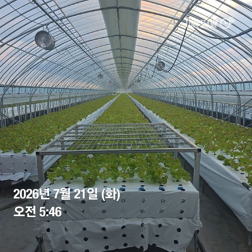 공개 영농일지 · 정식 23일차 첨부 이미지 4/9