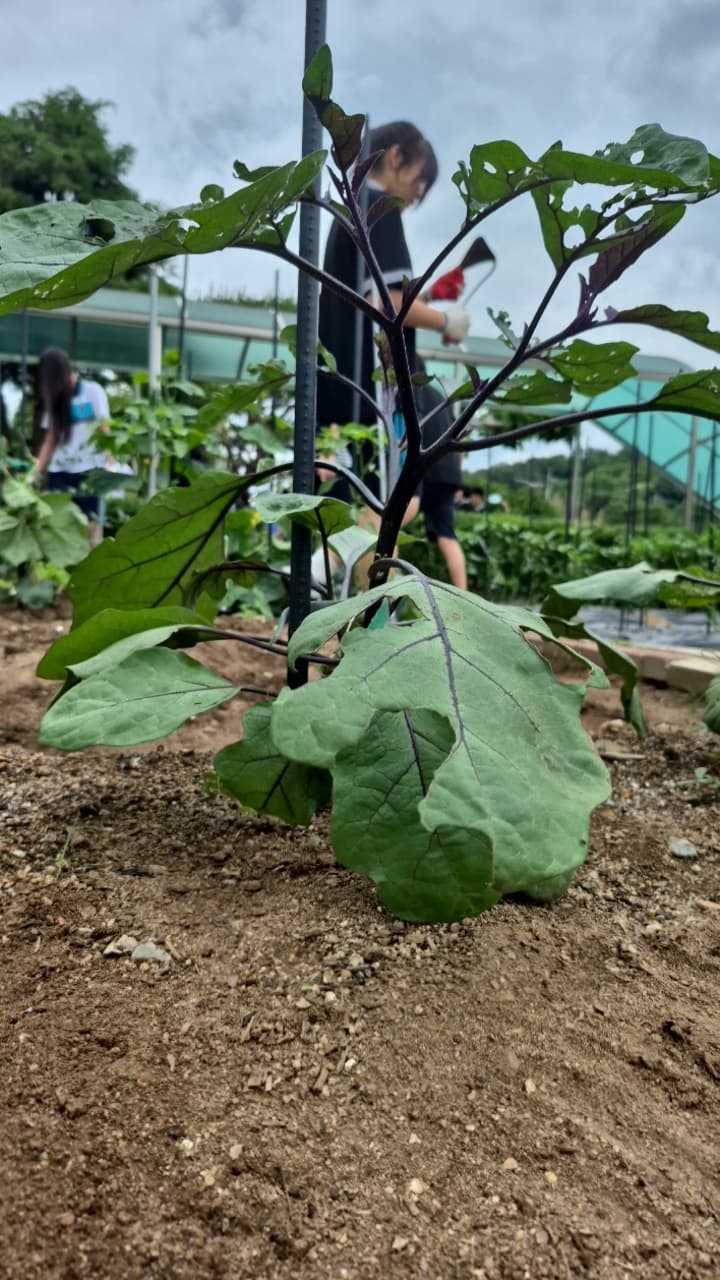 공개 영농일지 · 가지곁순따기 첨부 이미지