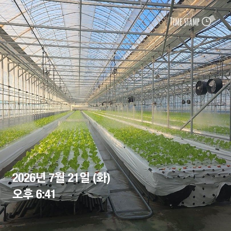 공개 영농일지 · 정식 23일차 첨부 이미지 6/9