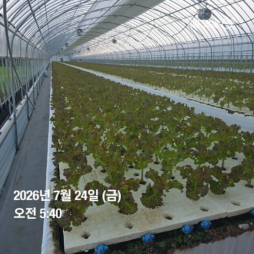 공개 영농일지 · 정식 26일차 첨부 이미지 2/10