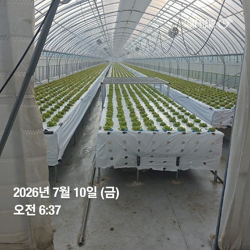 공개 영농일지 · 정식 13일차 첨부 이미지 3/3