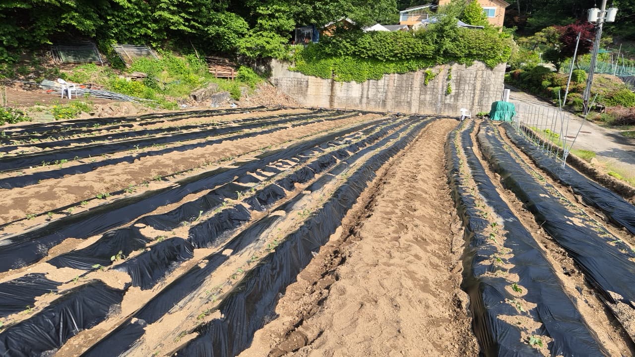 공개 영농일지 · 고구마 첨부 이미지