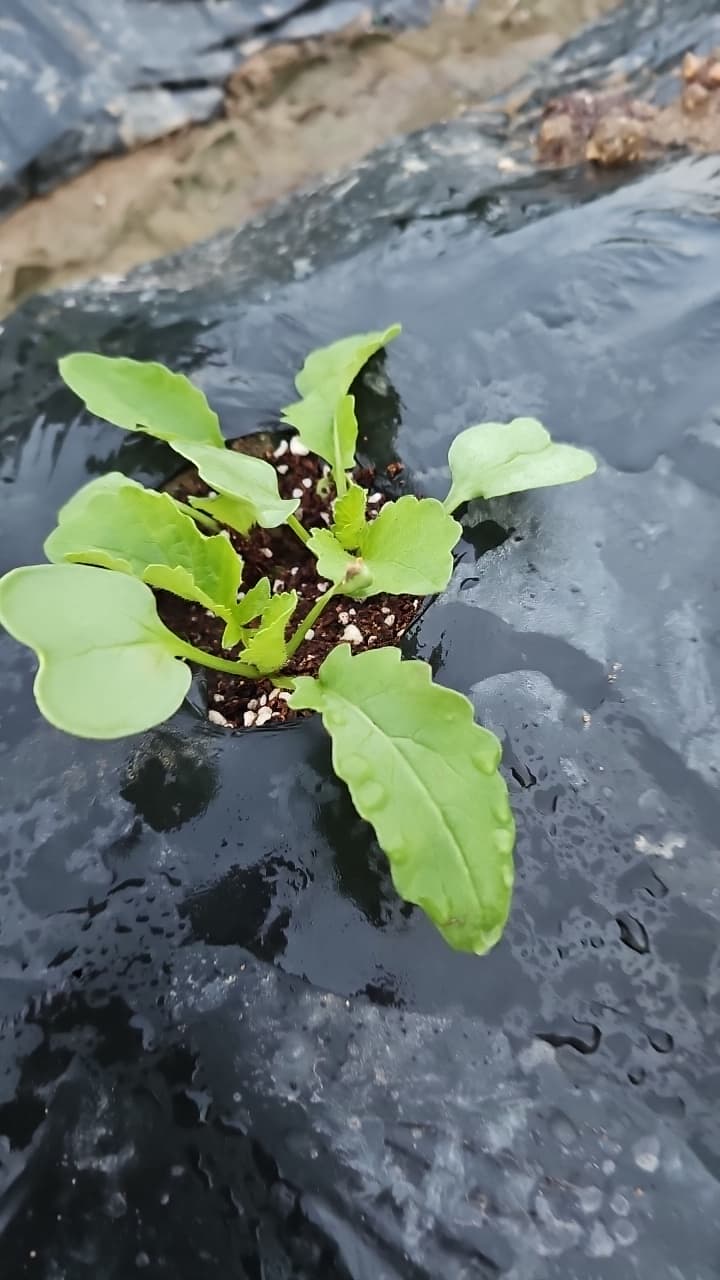 공개 영농일지 · 솎아주기 첨부 이미지 2/2