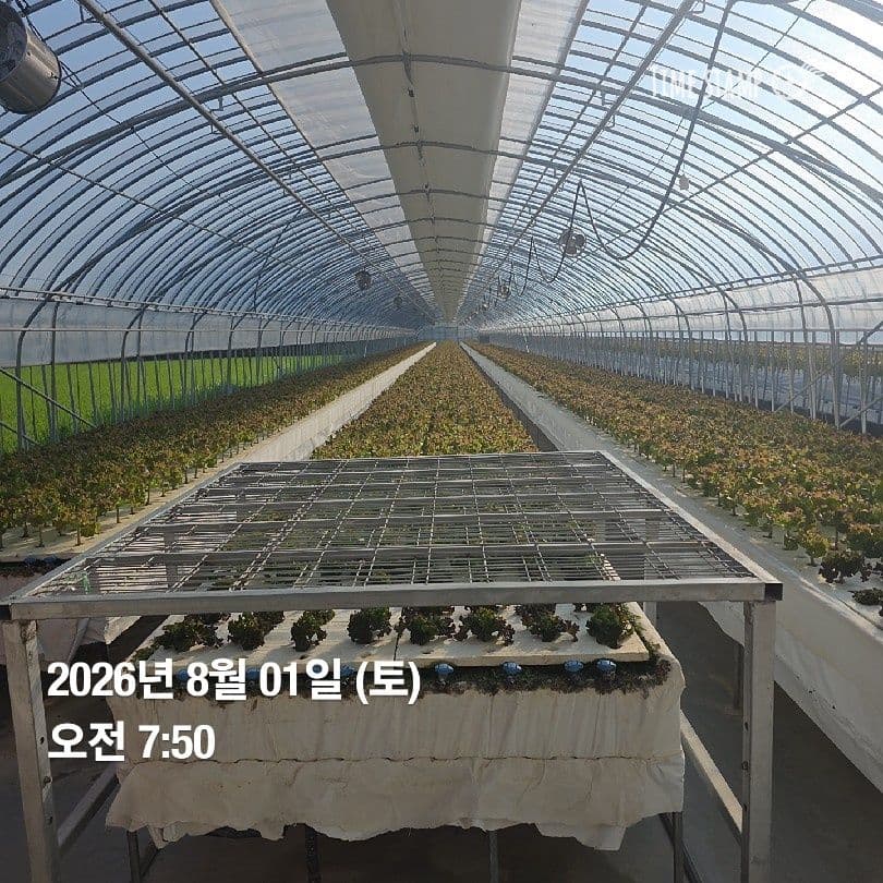 공개 영농일지 · 정식34일차 첨부 이미지 5/5