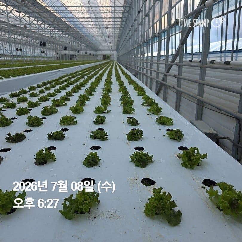 공개 영농일지 · 정식 11일차 첨부 이미지 3/3