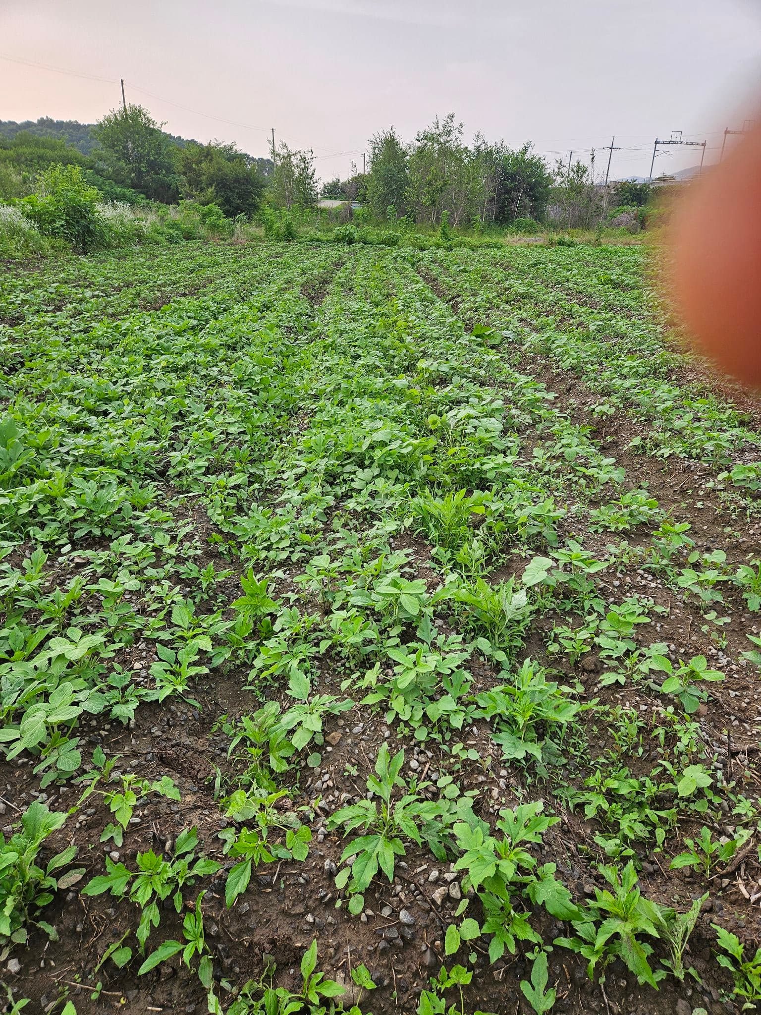 공개 영농일지 · 콩밭에 제초제 살포 첨부 이미지 2/5