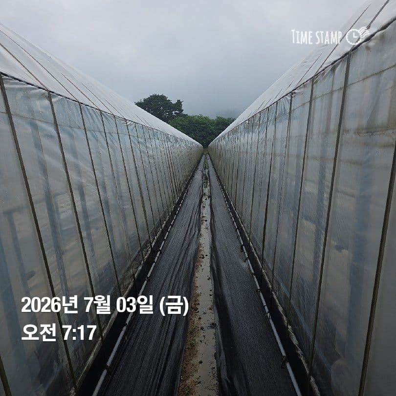 공개 영농일지 · 정식 6일차 첨부 이미지 3/4